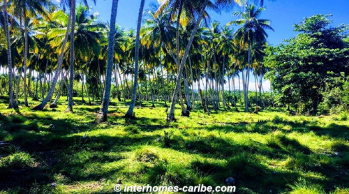 photos for SABANETA DE YASICA: THE LAST LOT WITH DIRECT BEACH LOCATION ON THE NATURAL LA BOKA BEACH